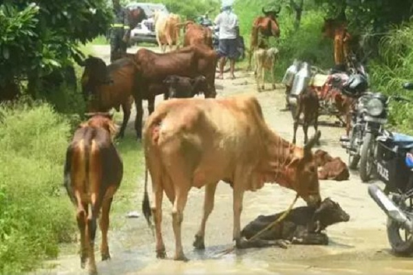 Noida News: यमुना का जलस्तर बढ़ने से सेक्टर 168 में फंसी 300 गायें, रेस्क्यू जारी