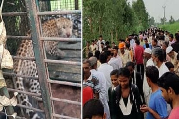 Bijnor News: कड़ी मशक्कत के बाद पकड़ा गया नरभक्षी गुलदार, देखने के लिए उमड़ी ग्रामीणों की भीड़