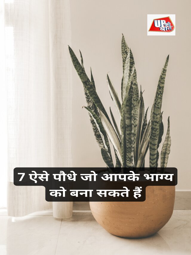 7 ऐसे पौधे जो आपके भाग्य को बना सकते हैं