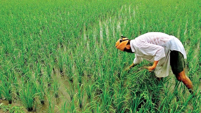 किसान सम्मान दिवस: चौधरी चरण सिंह की जयंती पर 77 प्रगतिशील किसानों को सम्मानित करेगी यूपी सरकार