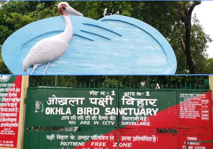 ओखला: पक्षी विहार में खत्म होती पक्षियों की प्रजातियां