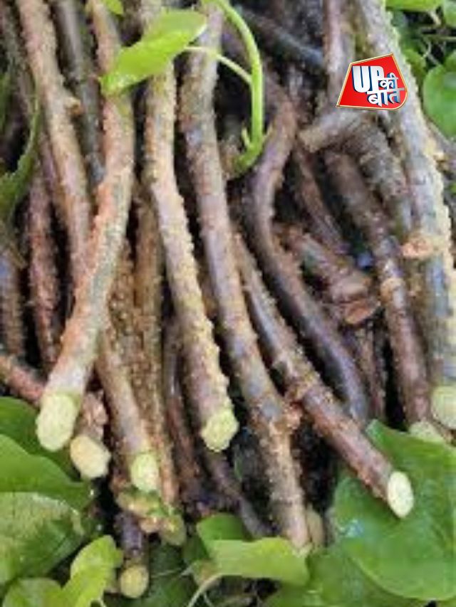 गिलोय है अमृत, पर अति… जहर