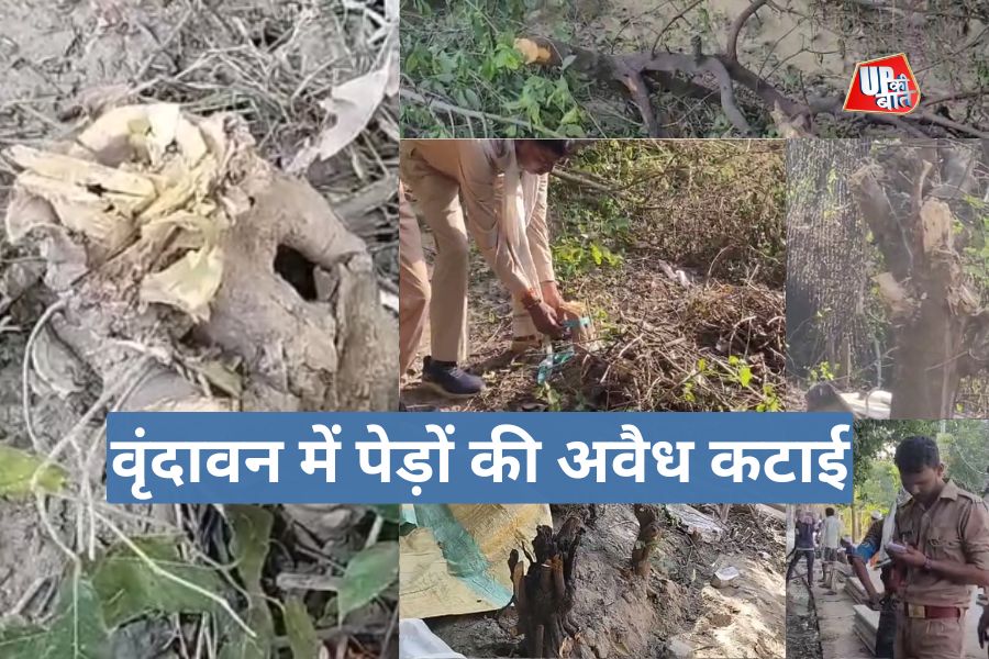 Vrindawan News: वृंदावन गौशाला के निकट 50 से अधिक पेड़ों की अवैध कटाई, NGT में याचिका दर्ज