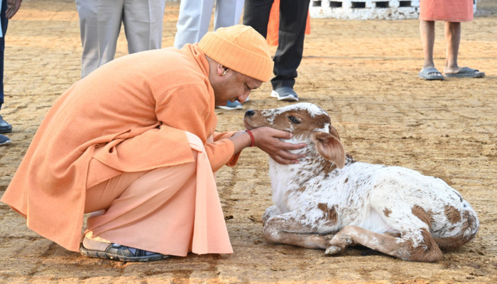 GKP NEWS: सीएम योगी आदित्यनाथ का गौ प्रेम किसी से छुपा नही, गौ सेवा उनकी दिनचर्या का अभिन्न हिस्सा