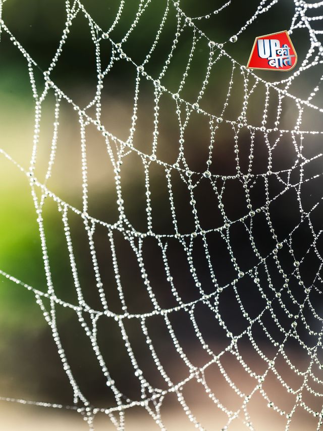 Spider Web, रेशम से भी ज्यादा मजबूत!