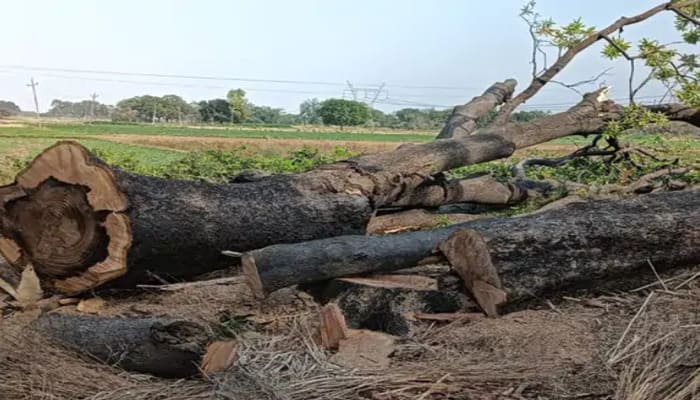 Up News: फतेहपुर में आम-महुआ के पेड़ों की अवैध कटाई से ग्रामीणों में नाराजगी, पर्यावरण को खतरा