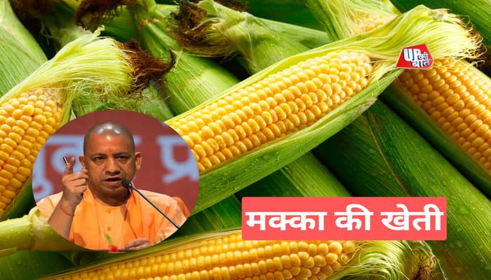 Makka ki Khethi: मक्का खेती को मिल रहा योगी सरकार का भरपूर समर्थन, जानिए कैसे बन रही है किसानों की पहली पसंद