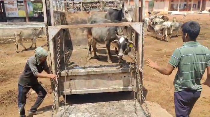 Lalitpur : नगर निगम की लापरवाही का रवैया, सड़कों पर खतरा बने छुट्टा जानवर!