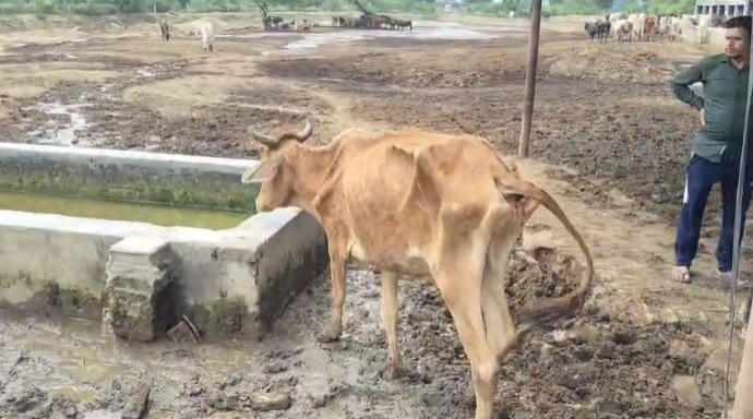 Hathras : हाथरस में गौशाला की बदहाल स्थिति पर भड़के गौसेवक, प्रशासन के खिलाफ सड़कों पर उतरे ग्रामीण