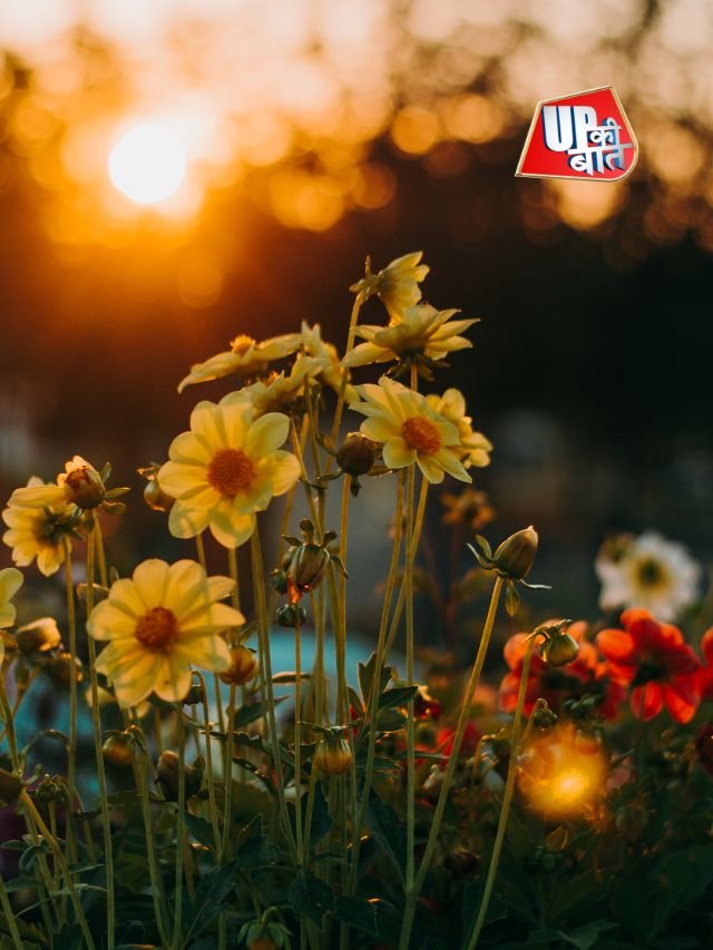 फूल वाकई बढ़ाते हैं चेहरे की खूबसूरती!