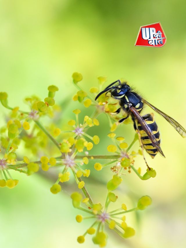 कीड़ों के काटने पर खुजली क्यों होती है?