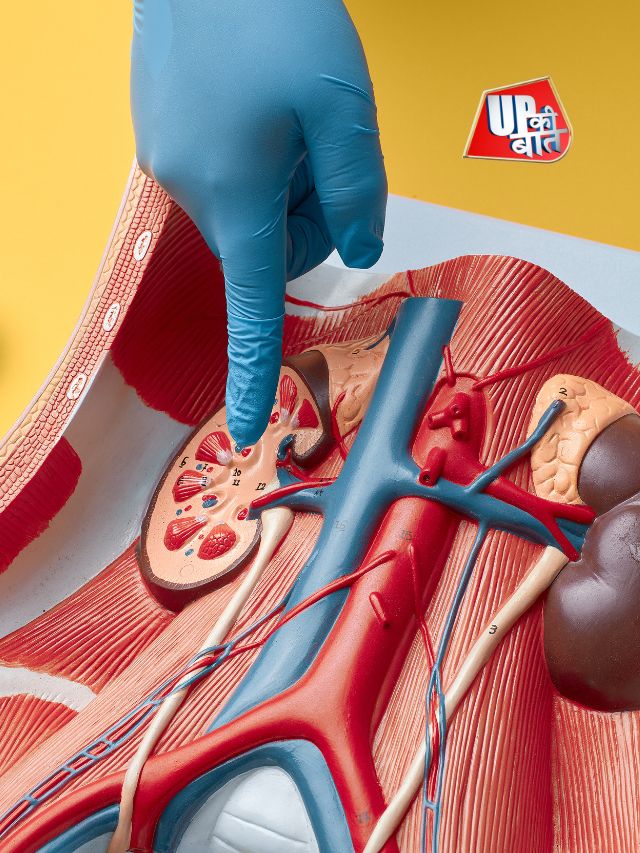 सुबह की 5 आदतों से फेल हो सकती है किडनी