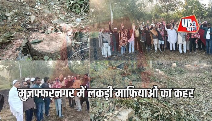 MUJAFFARNAGAR: मुज़फ्फरनगर में लकड़ी माफियाओं का कहर, रातों-रात काट डाले दर्जनों कीमती पेड़