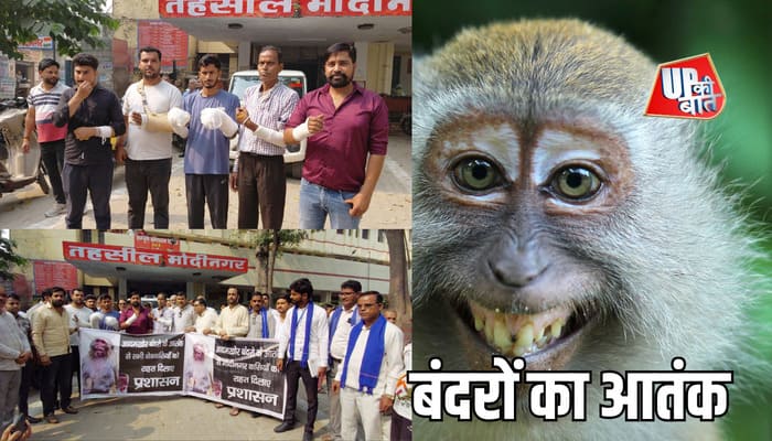 Modinagar: मोदीनगर के सीकरी खुर्द में बंदरों का आतंक, स्थानीय लोगों में डर का महौल