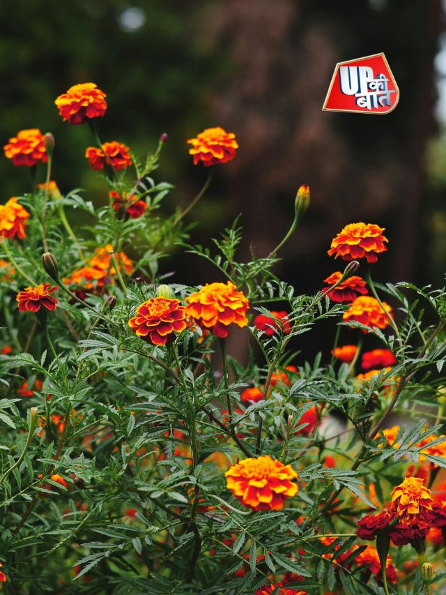 गेंदे का इस्तेमाल, शरीर रहे खुशहाल!