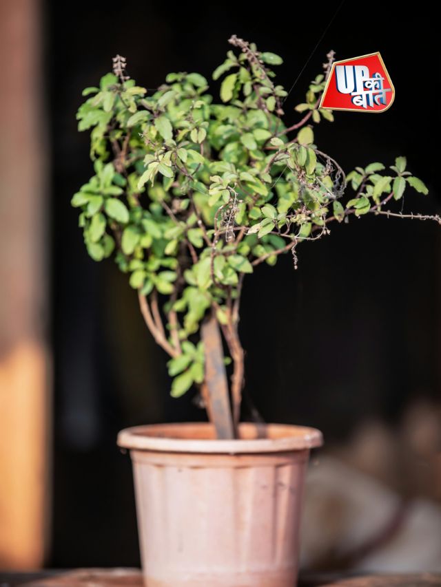 सर्दी में तुलसी को कैसे बचाएं?