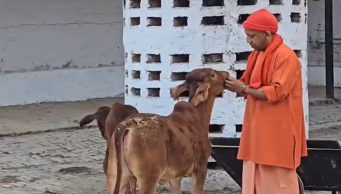 Gorakhpur: गोरखनाथ मंदिर गौशाला में सीएम योगी का गौसेवा संदेश