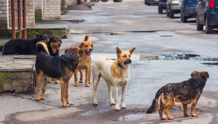 Lucknow: आवारा कुत्तों से निजात दिलाएंगे शेल्टर होम और एबीसी सेंटर, योगी सरकार ने तेज की कार्यवाही