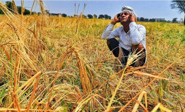 बेमौसम बारिश का कहर, यूपी में किसानों की फसलें बर्बाद, बढ़ी चिंता