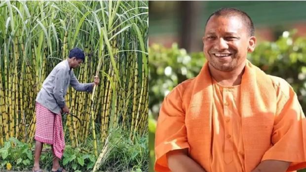 यूपी ने बनाया गन्ना भुगतान का रिकॉर्ड, 9 साल में किसानों को मिले 3.21 लाख करोड़ रुपये