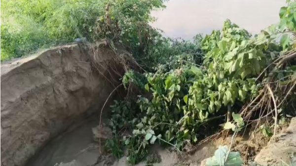बारिश ने खोली बाढ़ तैयारियों की पोल, महाव नाला तटबंध टूटा, धान की फसल जलमग्न