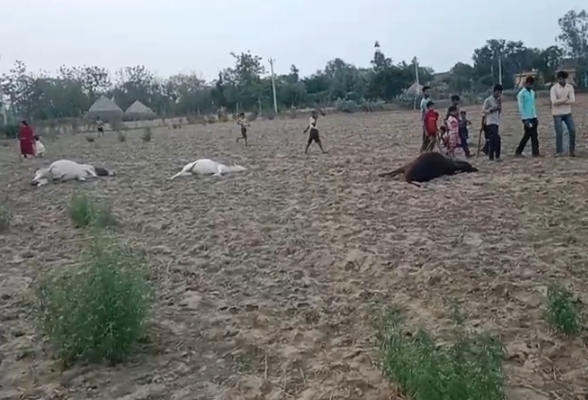 हरदोई में टूटे बिजली के तार की चपेट में आने से 5 मवेशियों की मौत, ग्रामीणों ने बिजली विभाग पर लगाए लापरवाही के आरोप