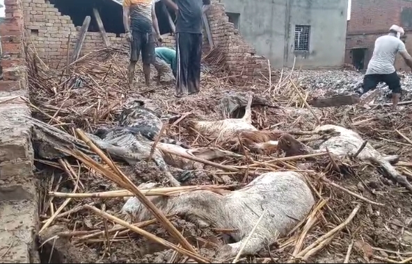 मुजफ्फरनगर में बारिश बनी आफत, कच्चे मकान की छत गिरने से 20 बकरियों की गई जान