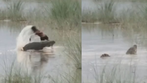 बहराइच में 12 वर्षीय बच्चे को नदी में खींच ले गया मगरमच्छ, घटना का वीडियो वायरल