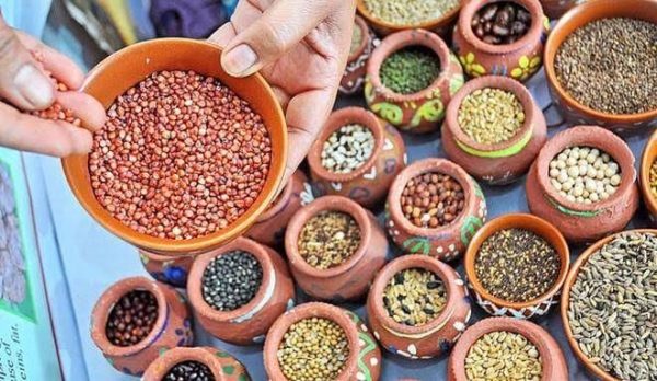 छोलस में 17 सितंबर को लगेगा मिलेट्स किसान मेला, उन्नत खेती से लेकर पौष्टिक व्यंजनों तक की मिलेगी जानकारी