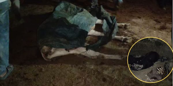 Uttar Pradesh News: मैनपुरी की जखौआ गौशाला में गोवंशों की दुर्दशा, 6 मृत और 8 कंकाल मिलने का बड़ा दावा, पढ़ें पूरी खबर
