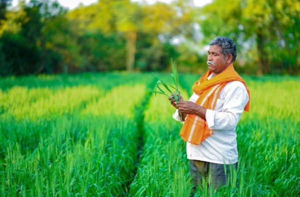 किसानों के लिए बड़ी राहत: रबी फसलों के प्रमाणित बीजों पर मिलेगी 50% सब्सिडी, ऐसे करें ऑनलाइन बुकिंग