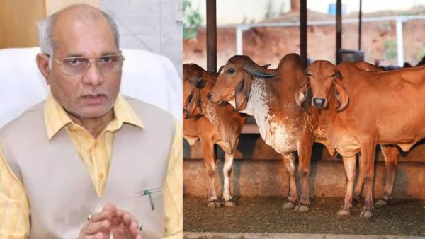 यूपी में गाय पालन पर मिलेगी 50% तक सब्सिडी, योगी कैबिनेट के बड़े फैसले
